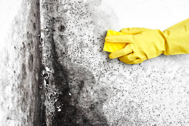 Best Commercial Mold Removal  in Farley, IA