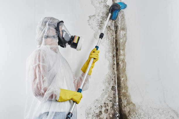 Best Crawl Space Mold Removal  in Farley, IA