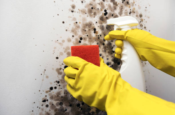 Best Mold Remediation Services  in Farley, IA