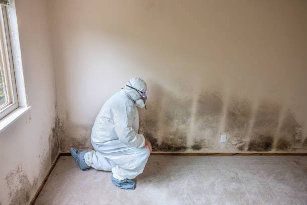 Mold Removal and Inspection in Farley, IA