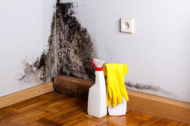 Best Mold Damage Repair  in Farley, IA